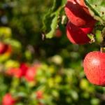 Biology researchers studying if bats can help control pests at apple orchards